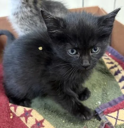 A baby small-sized male Domestic Short Hair cat named Brocade for adoption in West Chester, PA