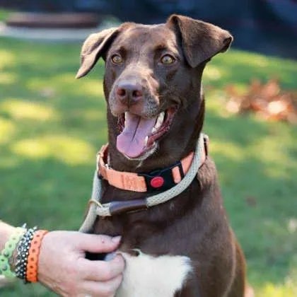 An adult large-sized female Labrador Retriever dog named Pumpkin Spice for adoption in Atlanta, GA