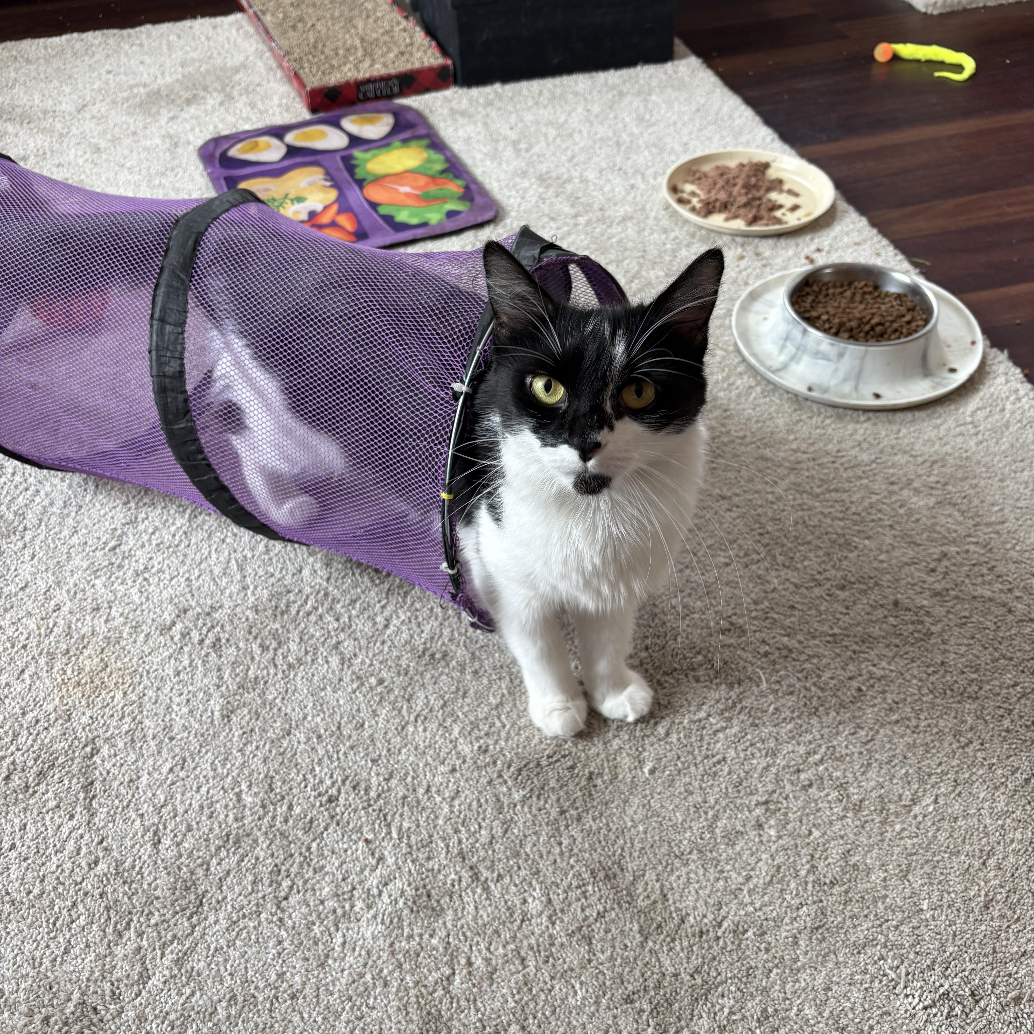 An adult medium-sized female Black & White / Tuxedo Domestic Medium Hair cat named Catherine for adoption in Cleveland, OH