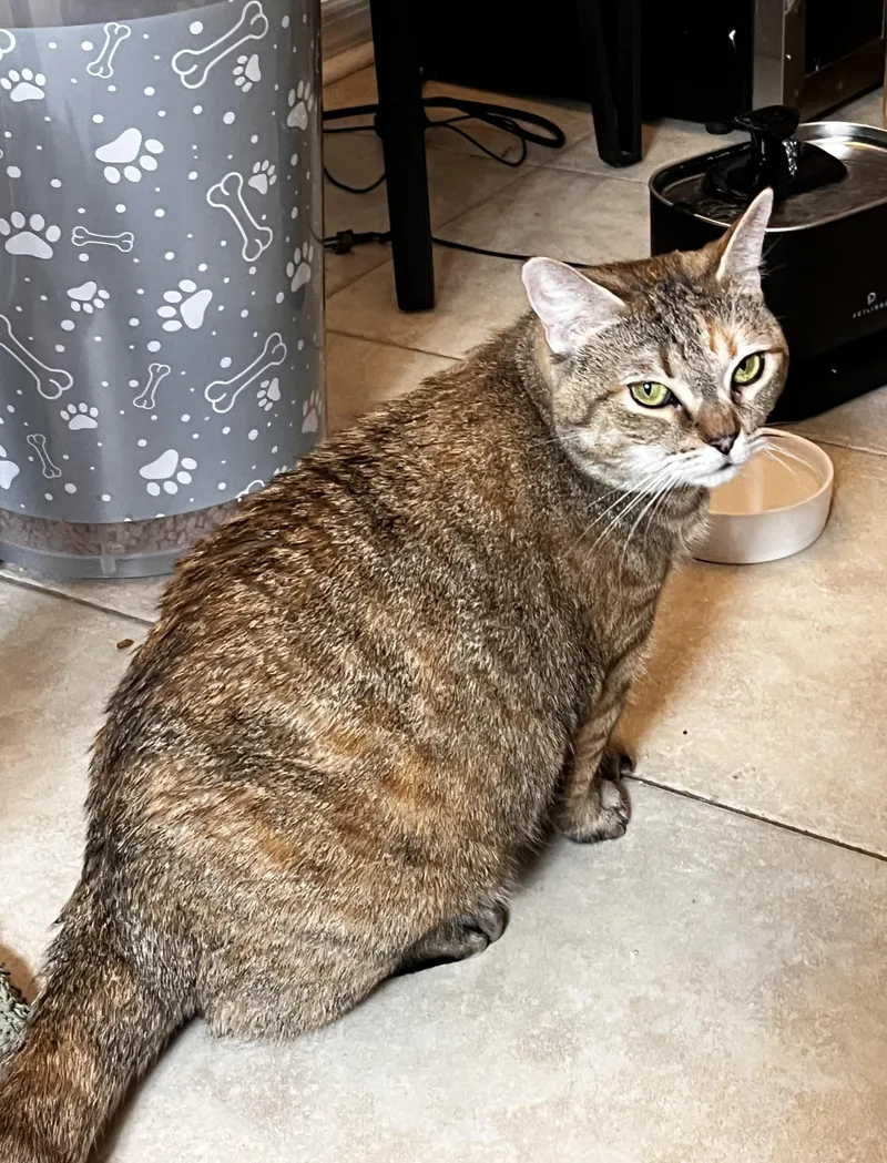 An adult medium-sized male Tabby (Brown / Chocolate) Domestic Short Hair cat named Mican for adoption in Lauderhill, FL