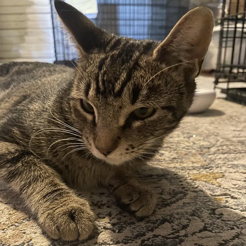 An adult small-sized female Tabby (Gray / Blue / Silver) Tabby cat named Ophelia for adoption in Maple Shade, NJ