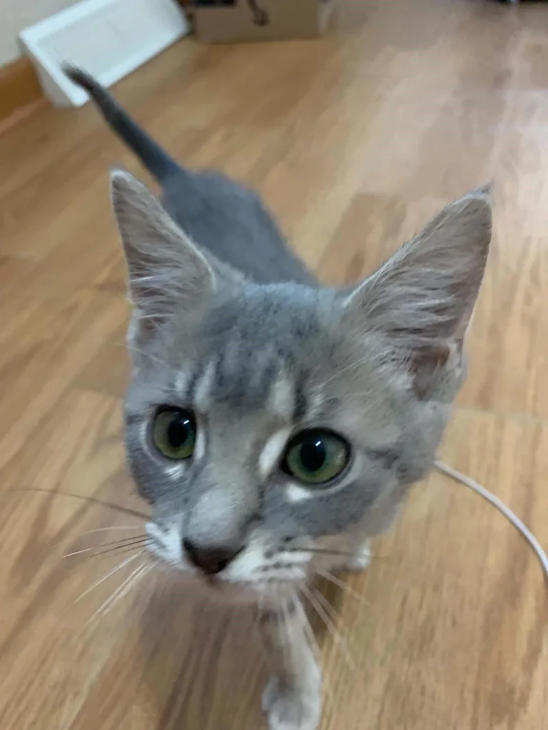 A baby small-sized male Tabby cat named Kore for adoption in Greensburg, PA