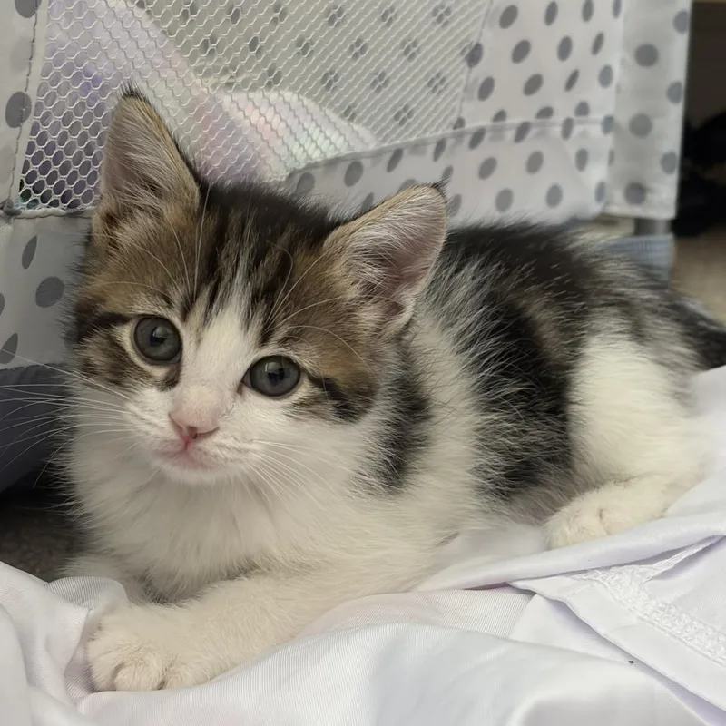 A baby small-sized female White Domestic Short Hair cat named Tink for adoption in San Antonio, TX