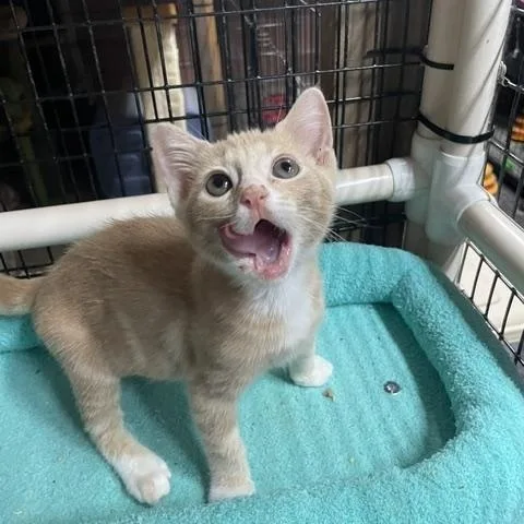 A baby medium-sized female Buff / Tan / Fawn Domestic Short Hair cat named Morgan for adoption in Los Angeles, CA