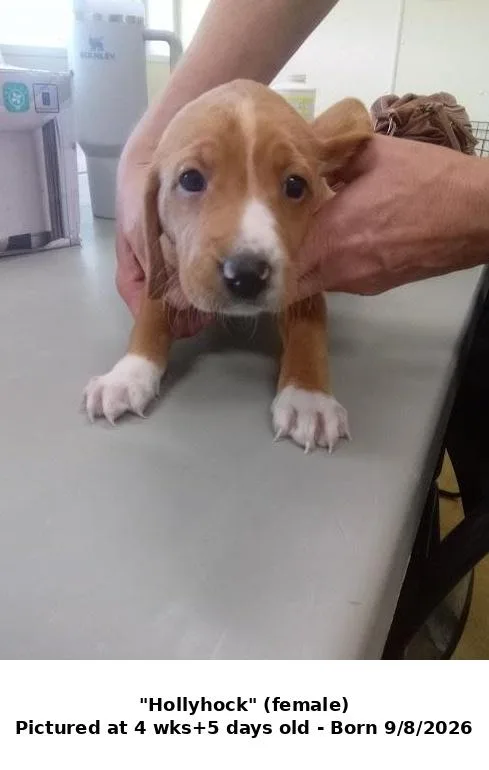A baby large-sized female Hound dog named Hollyhock for adoption in Austin, MN