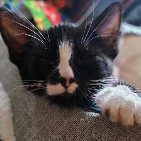 A baby small-sized male Black & White / Tuxedo Domestic Short Hair cat named Finn and Fiona for adoption