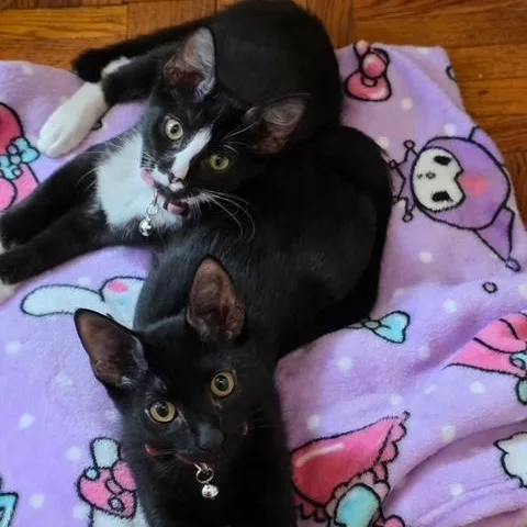 Finn and Fiona thumbnail 5