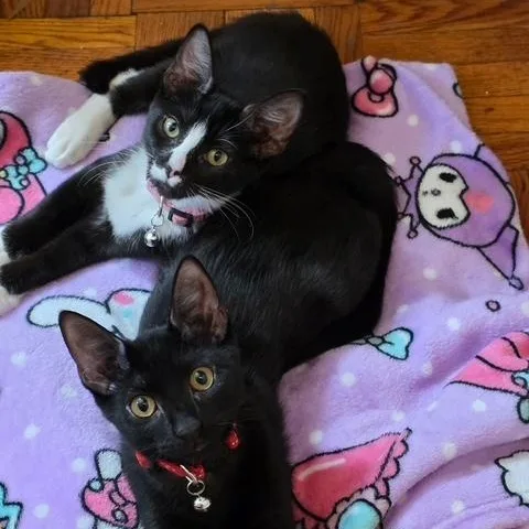Finn and Fiona thumbnail 6