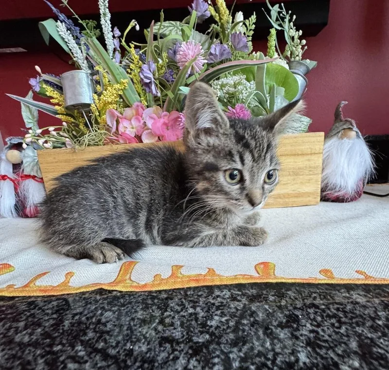 A baby medium-sized male Black Domestic Short Hair cat named Peppercorn for adoption in Clinton Township, MI