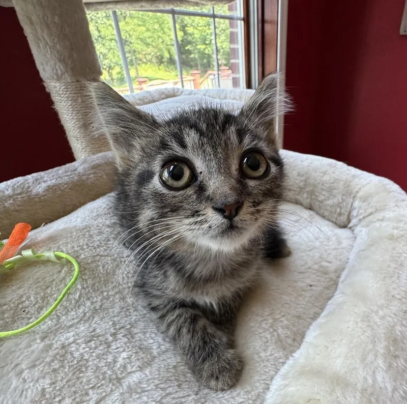 Peppercorn thumbnail 2