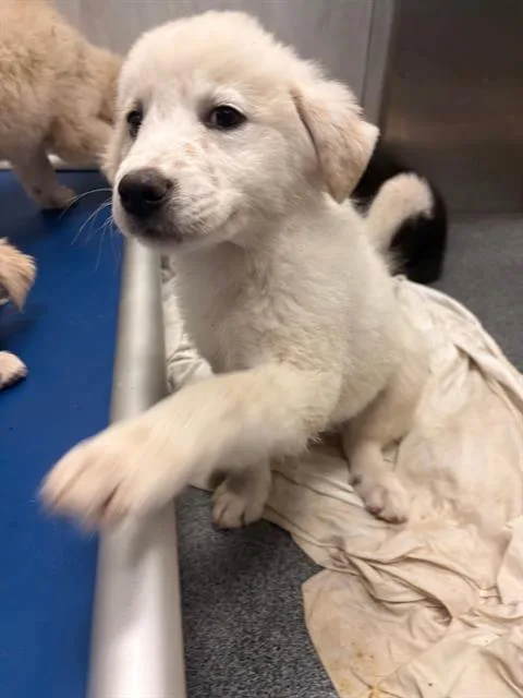 A baby large-sized female Mixed Breed dog named Carina for adoption in Dallas, TX