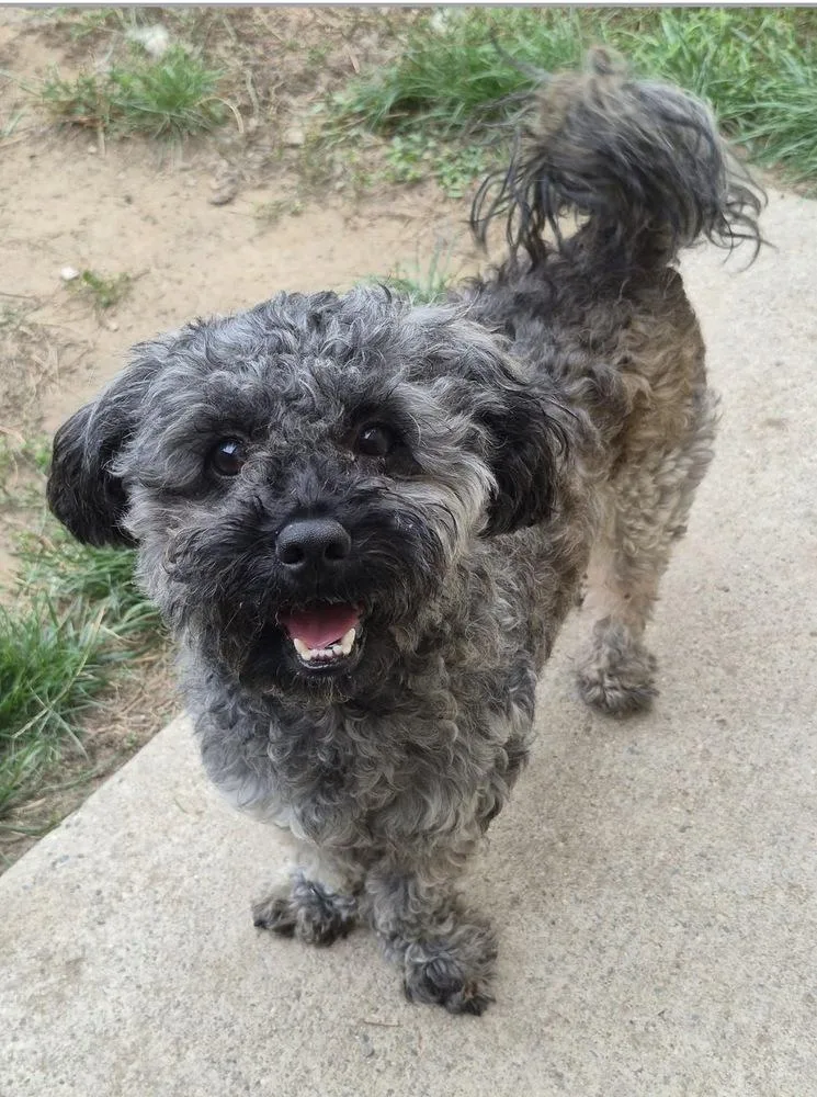 A young small-sized male Gray / Blue / Silver Poodle dog named Obi for adoption in Clinton Township, MI