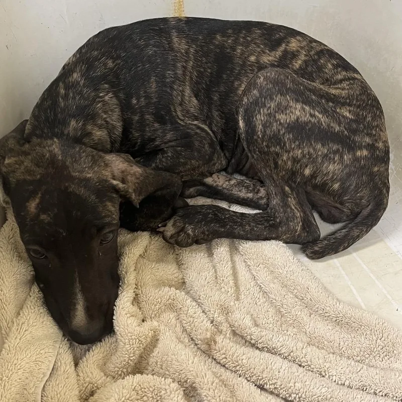 A baby large-sized female Cane Corso dog named Maple for adoption in Palestine, TX