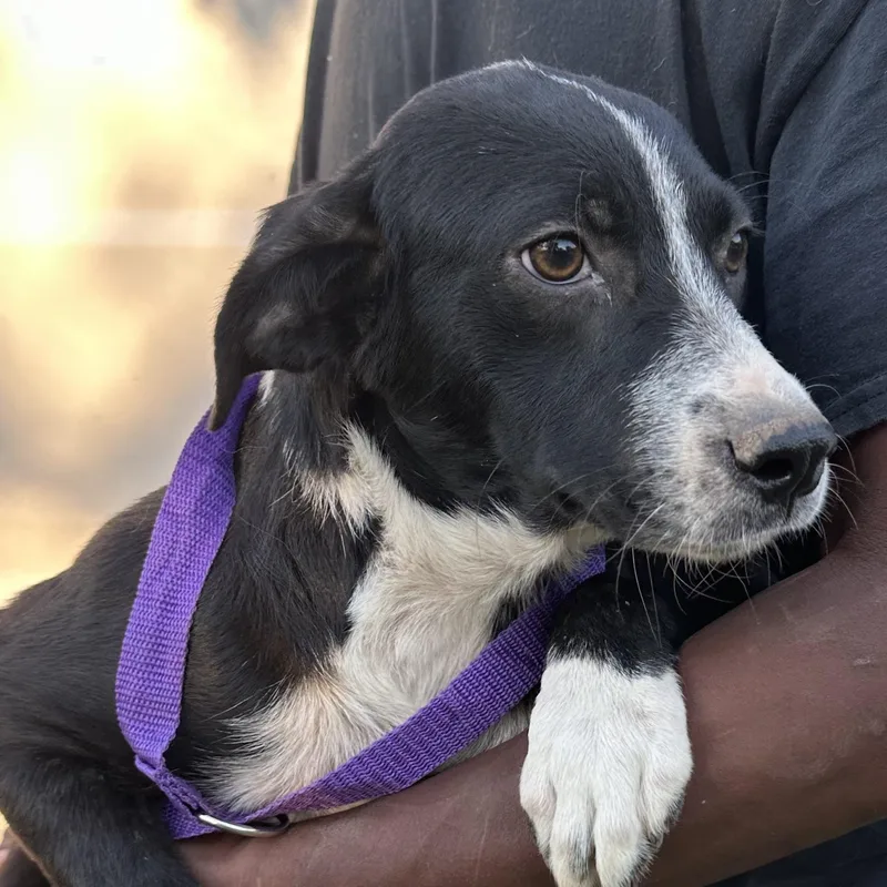 A baby medium-sized male Black Labrador Retriever dog named Rucus  Local November for adoption in Brookshire, TX