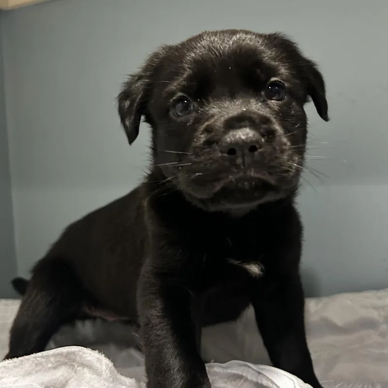 A baby small-sized female Black Mixed Breed dog named Vodka for adoption in Chattanooga, TN