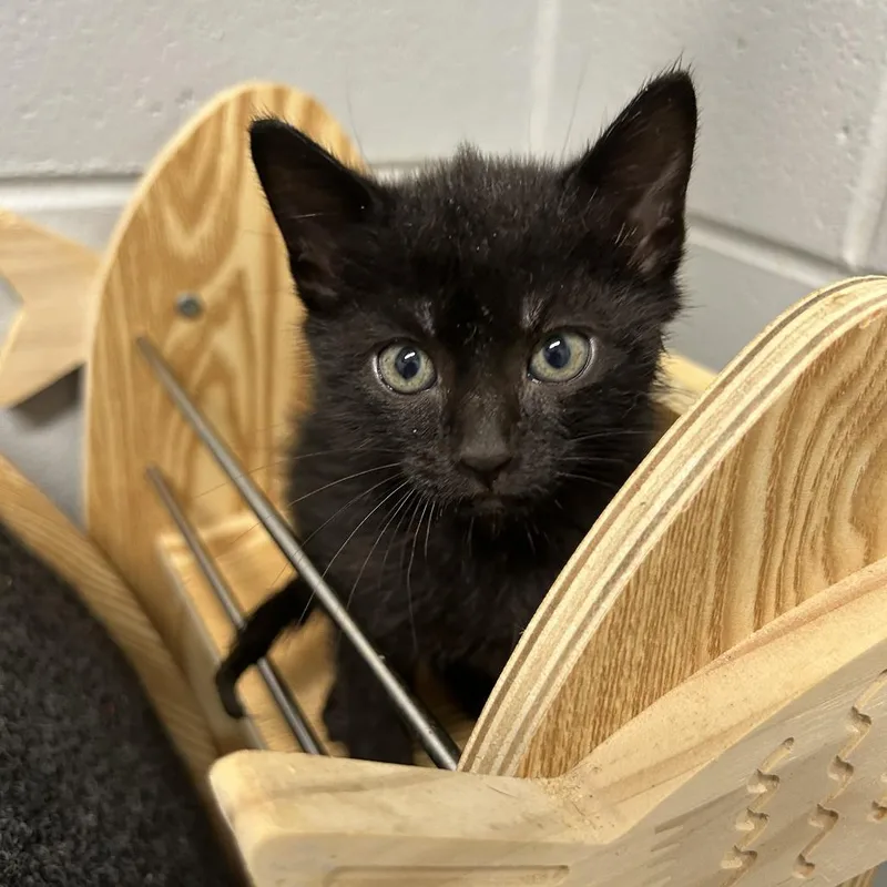 A baby small-sized female Black Domestic Short Hair cat named Tuna for adoption in Enterprise, AL