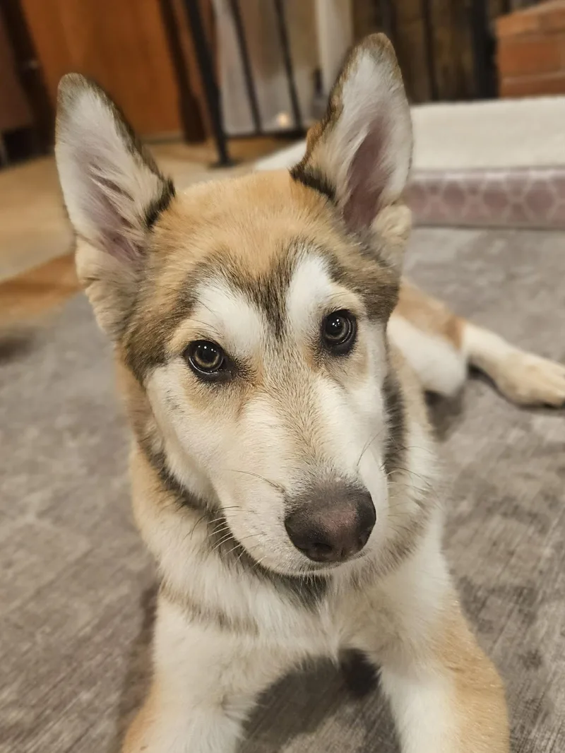 A baby medium-sized male Husky dog named Leo for adoption in Alameda, CA