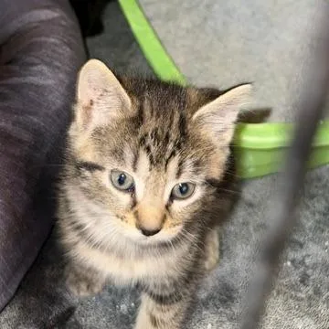 A baby small-sized female Brown / Chocolate Domestic Short Hair cat named Wren for adoption in Lynchburg, VA