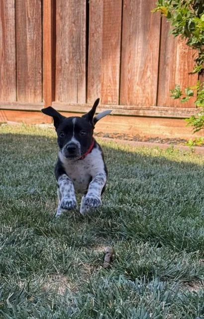 A baby medium-sized female Black Pointer dog named Minnie for adoption in Redwood City, CA