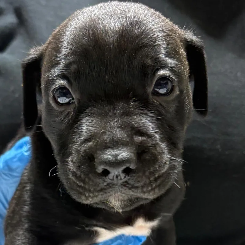 A baby small-sized male Black Mixed Breed dog named Alfredo for adoption in Milton, FL