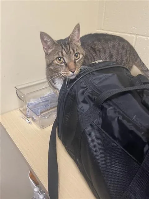 An adult large-sized male Domestic Short Hair cat named Bubba for adoption in Sacramento, CA