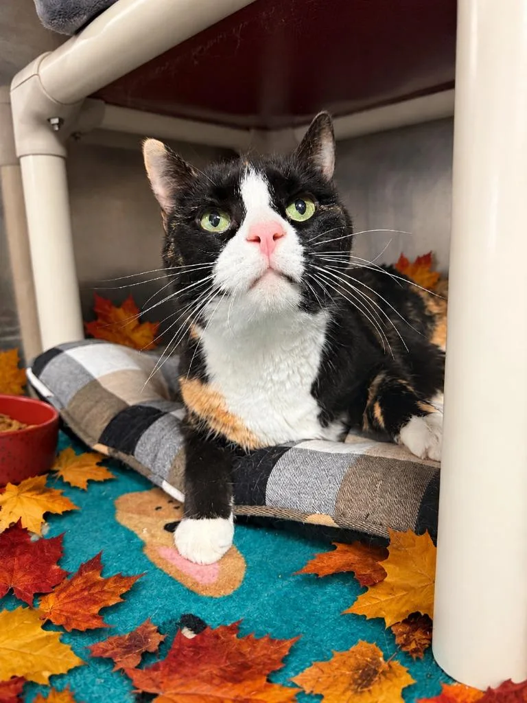 A senior large-sized female Domestic Short Hair cat named Thelma for adoption in Detroit, MI