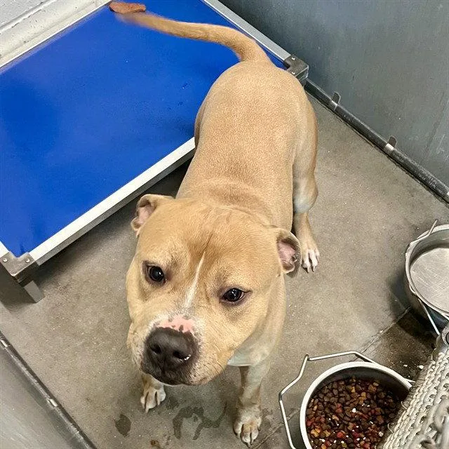 An adult medium-sized male Pit Bull Terrier dog named Drake for adoption in Tavares, FL