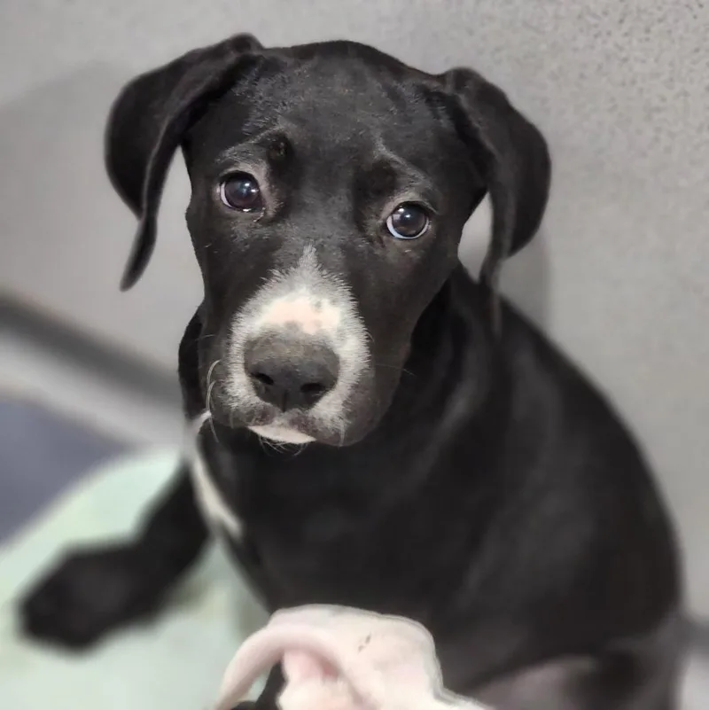 A baby large-sized female Pit Bull Terrier dog named Butter for adoption in Walnutport, PA
