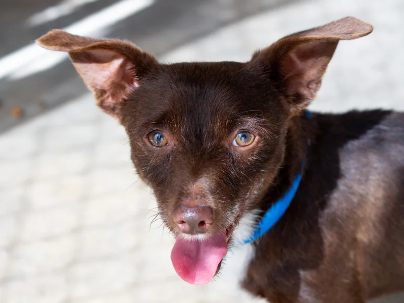 A senior small-sized male Brown / Chocolate Chihuahua dog named Oliver for adoption in Fresno, CA