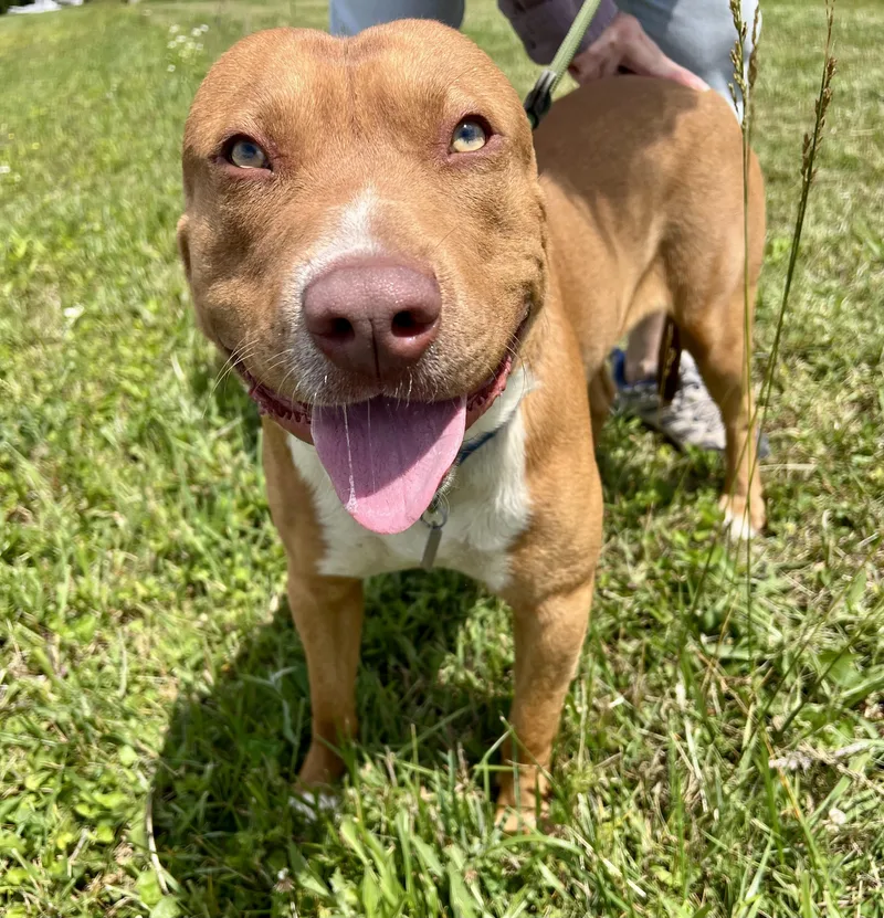 A young large-sized male Pit Bull Terrier dog named Buddy for adoption in Sparta, NC