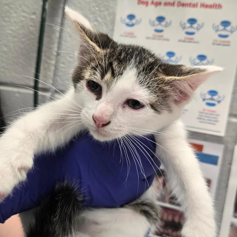 A baby small-sized male Black Domestic Short Hair cat named Spanky for adoption in West Olive, MI