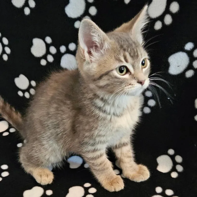 A baby small-sized female Gray / Blue / Silver Domestic Short Hair cat named Cosmic Brownie for adoption in Spokane, WA