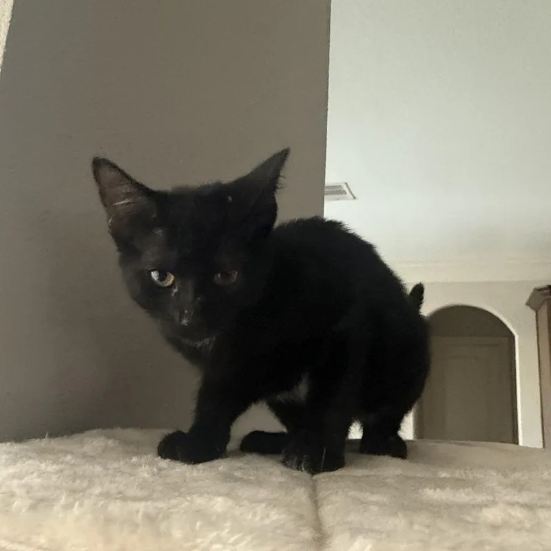 A baby medium-sized female Black Domestic Short Hair cat named Chiara ORT for adoption in Missouri City, TX