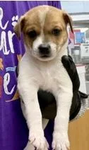 A baby small-sized male Mixed Breed dog named Pesto for adoption in Lawrenceville, GA