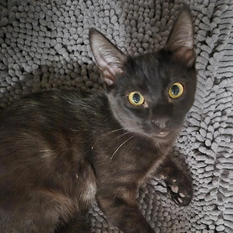 A baby small-sized male Smoke Domestic Short Hair cat named Led Zeppelin for adoption in Ventura, CA