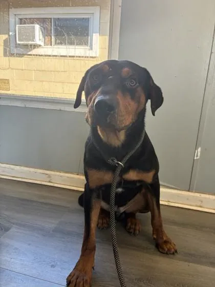 An adult medium-sized male Rottweiler dog named Woody for adoption in West Memphis, AR