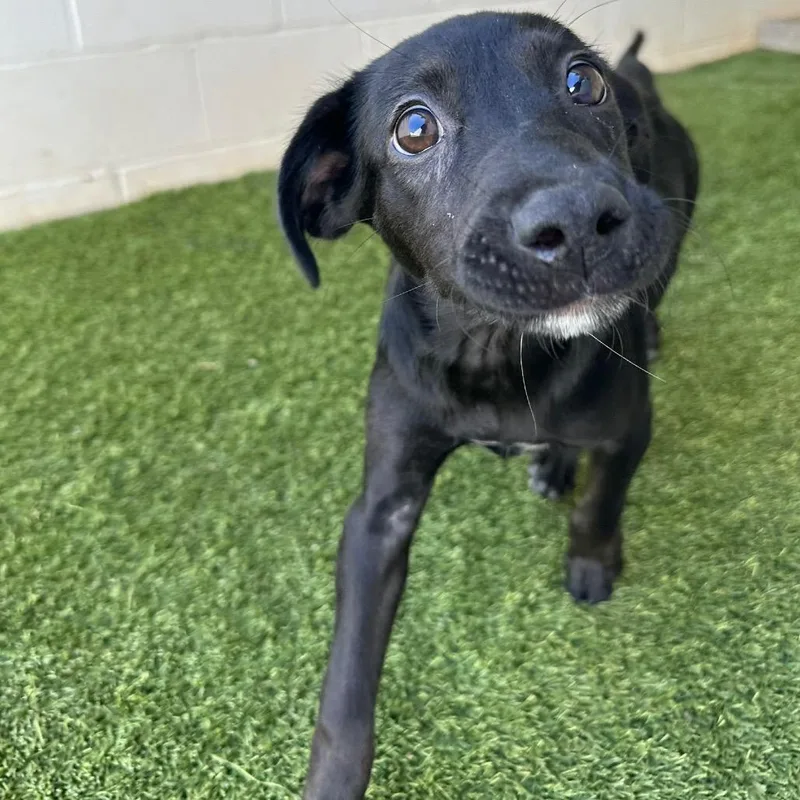 A baby small-sized female Mixed Breed dog named Sugar for adoption in LOXAHATCHEE, FL