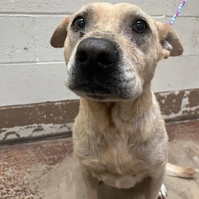 An adult large-sized female Labrador Retriever dog named Sarah for adoption in Thousand Palms, CA