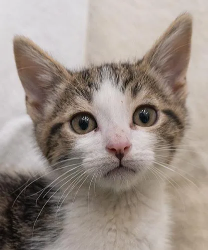 A baby small-sized male Tabby (Brown / Chocolate) Domestic Short Hair cat named Doodah for adoption in Encinitas, CA