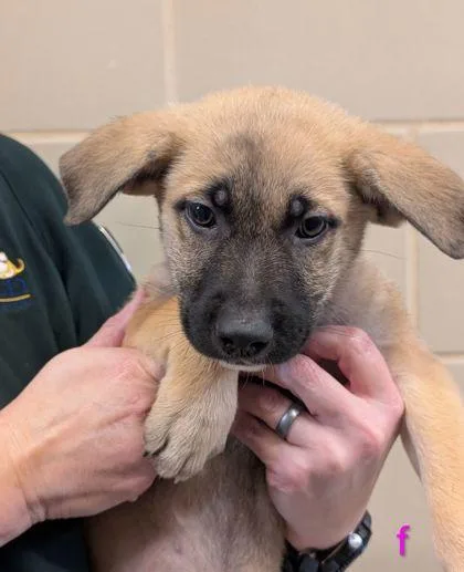 An adult small-sized female Shepherd dog named Donut for adoption in Mansfield, TX