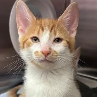 A young medium-sized male Orange & White Domestic Short Hair cat named Cicadia for adoption in Allegan, MI