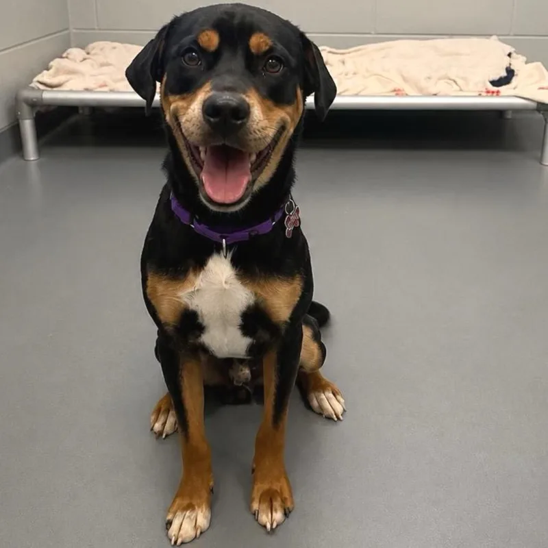 An adult medium-sized male Black Mixed Breed dog named Chuckles for adoption in Wheeling, IL