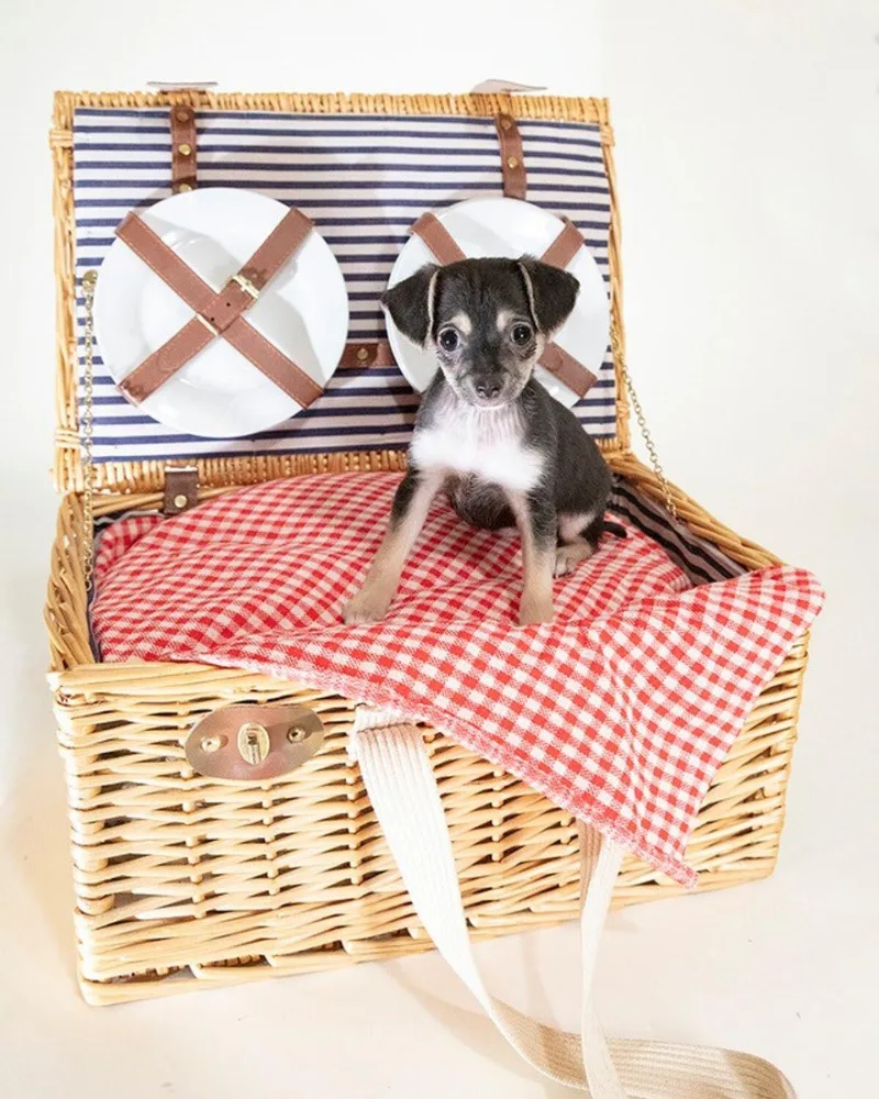 A baby small-sized male Tricolor (Brown, Black, & White) Chihuahua dog named Morgan for adoption in Coachella, CA