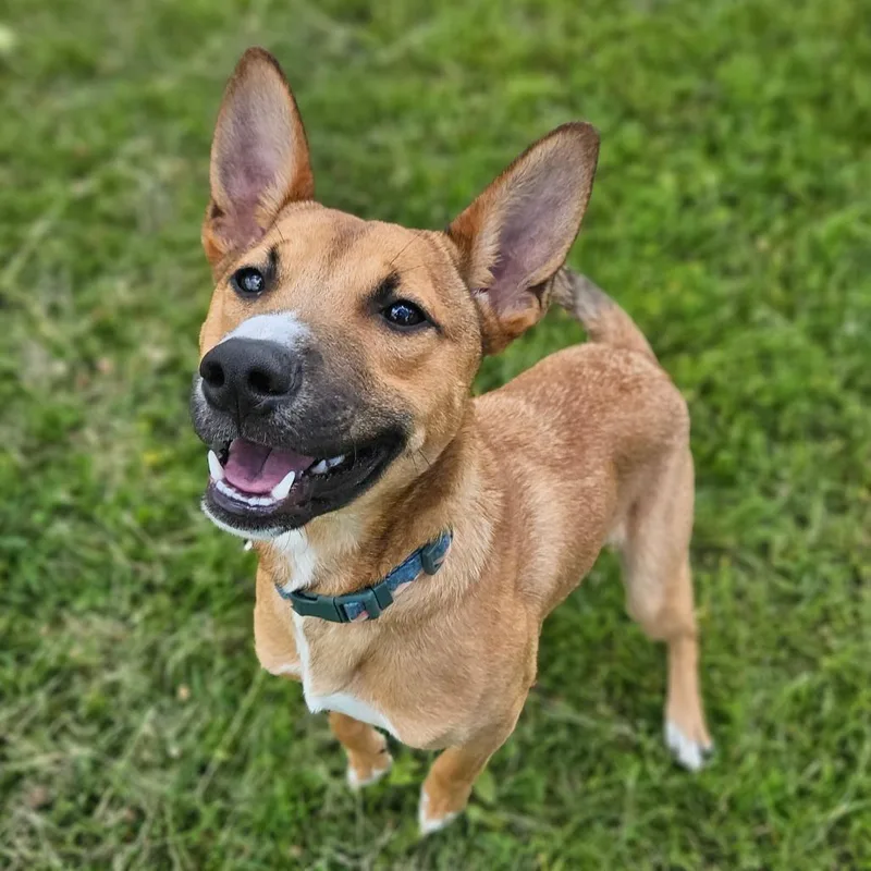 A young medium-sized male Brown / Chocolate Mixed Breed dog named Cooper for adoption in Monticello, IA