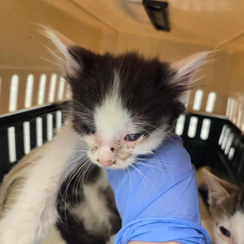 A baby small-sized female Black Domestic Short Hair cat named Colorado for adoption in Chattanooga, TN