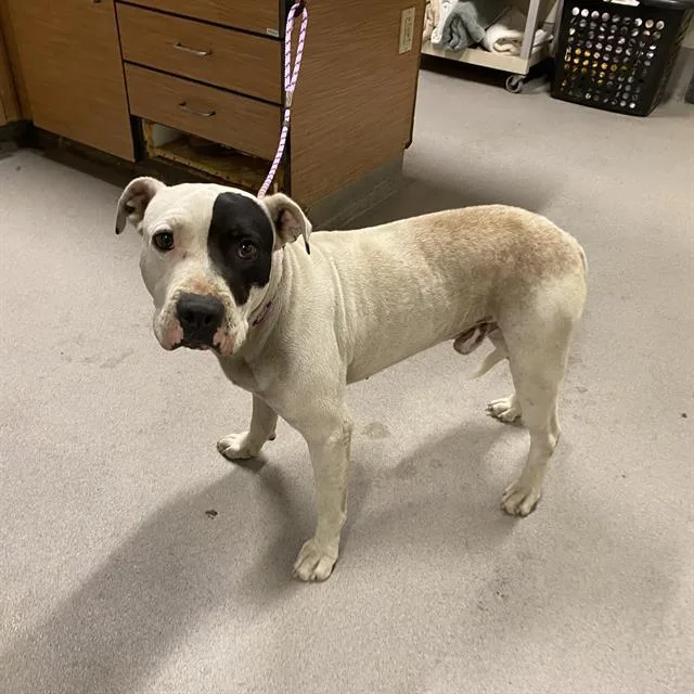 An adult large-sized male Pit Bull Terrier dog named Chance for adoption in Modesto, CA