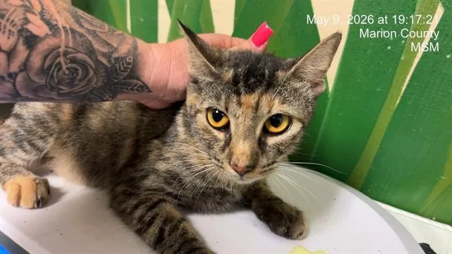 An adult small-sized female Domestic Short Hair cat named Mini for adoption in Ocala, FL