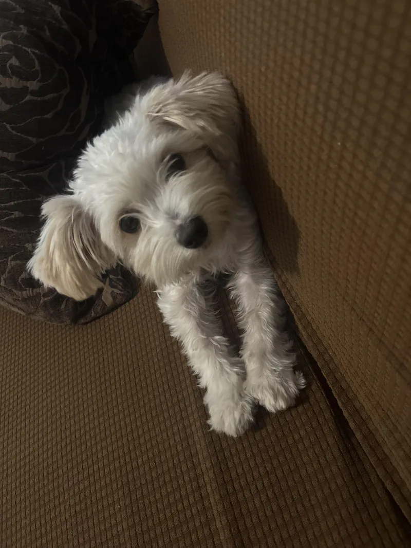 A baby small-sized female White / Cream Maltese dog named Lola Mae for adoption in Martinez, CA