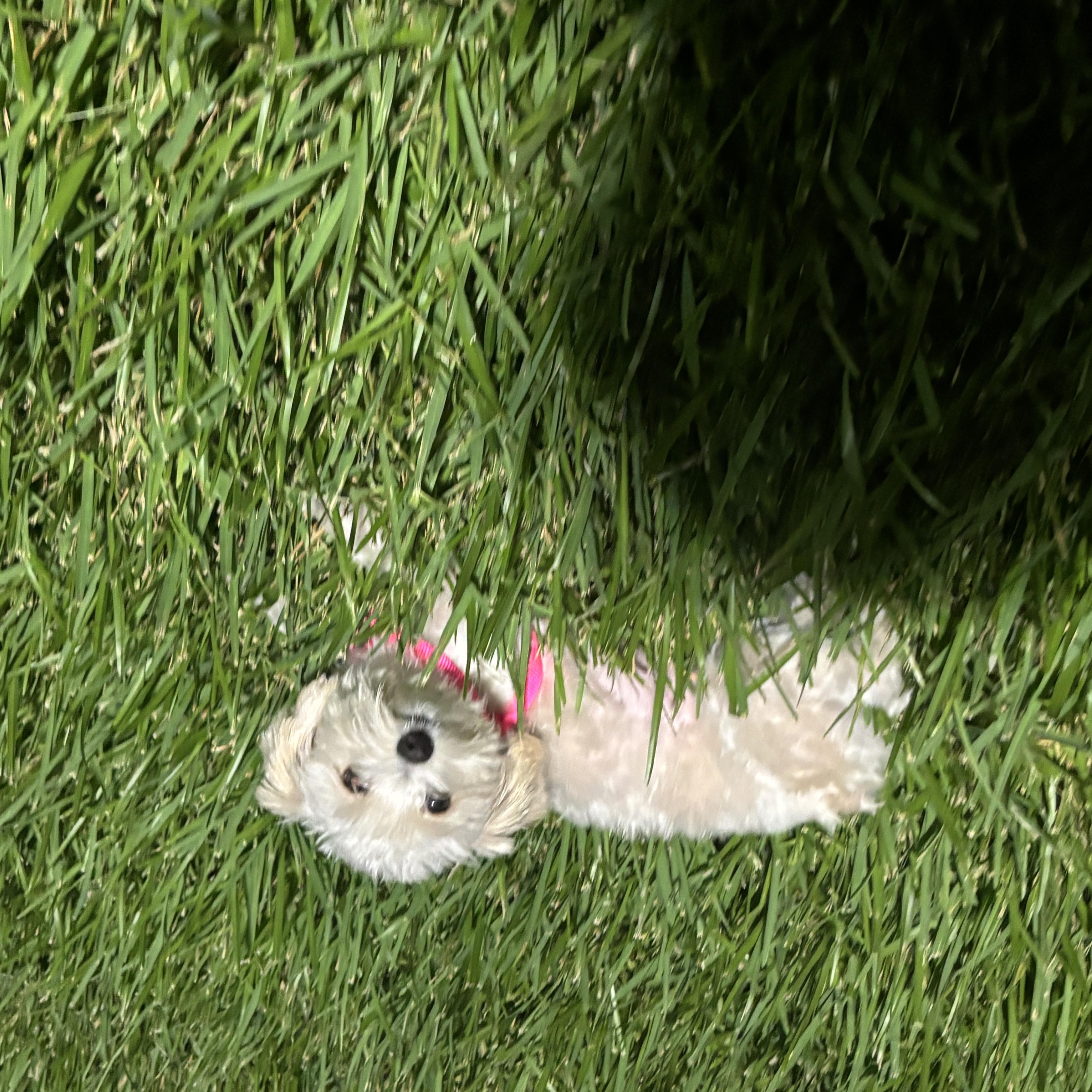 Lola Mae thumbnail 3