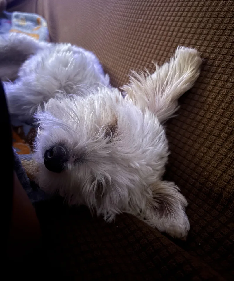 Lola Mae thumbnail 5
